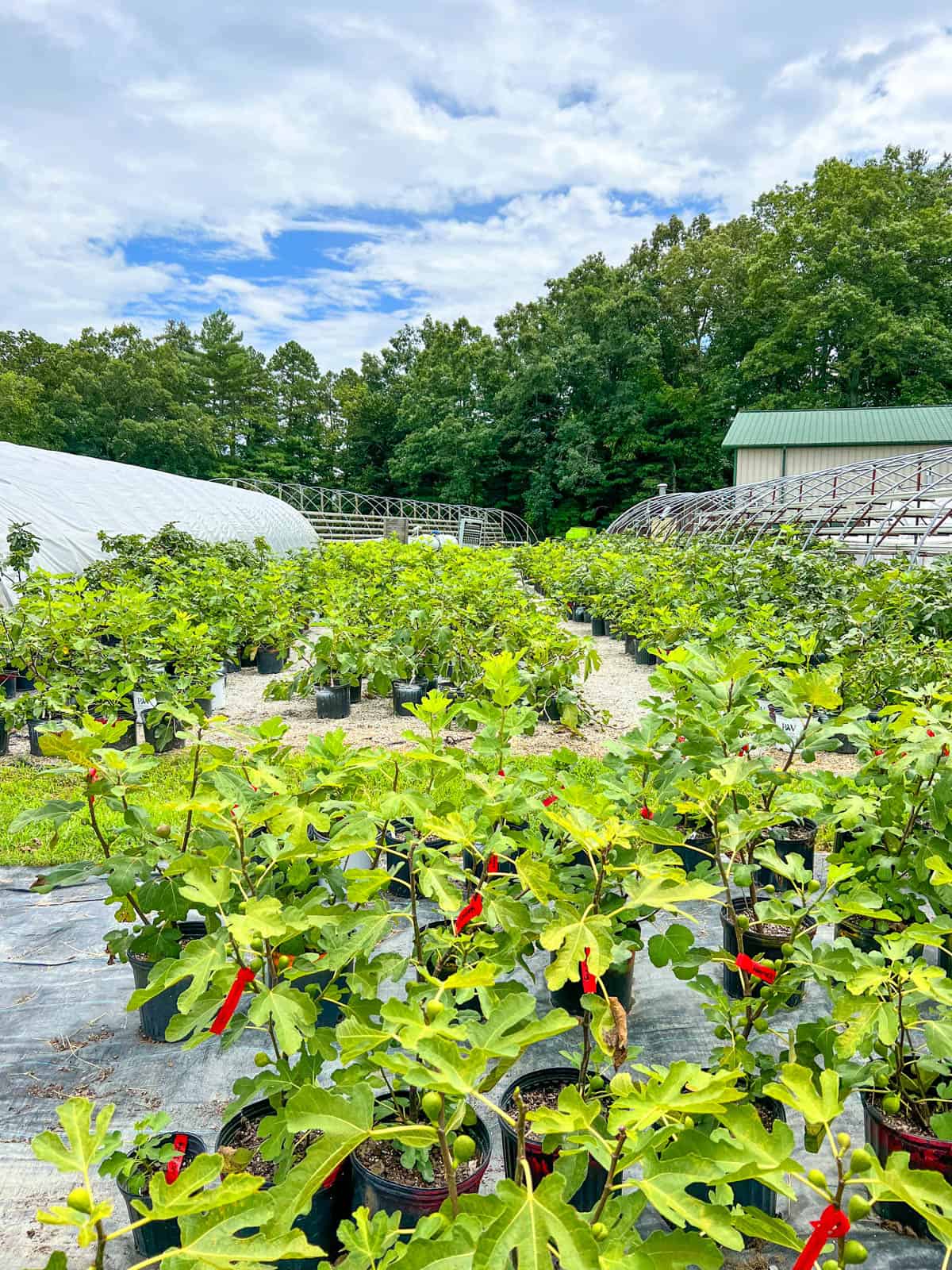 fig plants in pots