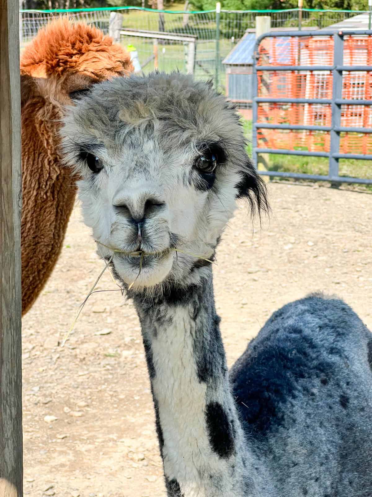 funny alpaca face