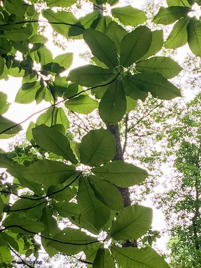 A tree with green leaves