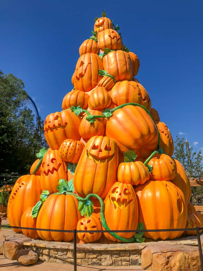 giant pumpkin tree