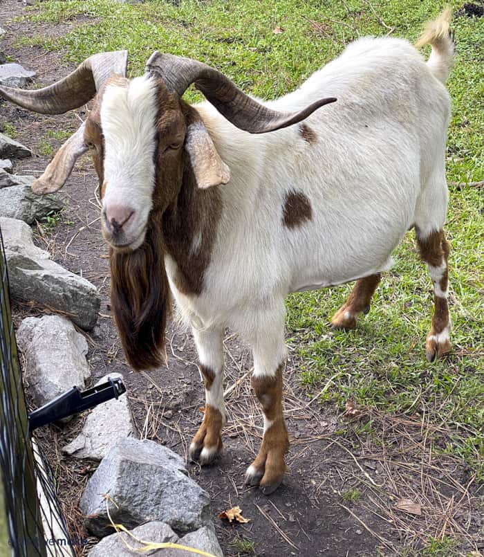 goat at Mike's farm