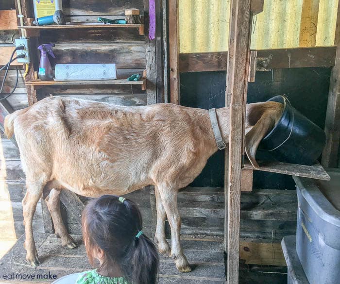 A goat on a wooden platform