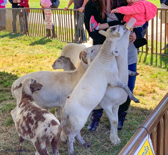 A person petting a sheep in a pen