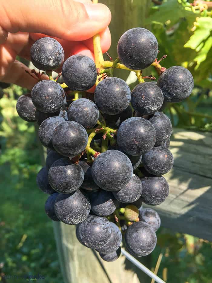 A bunch of grapes