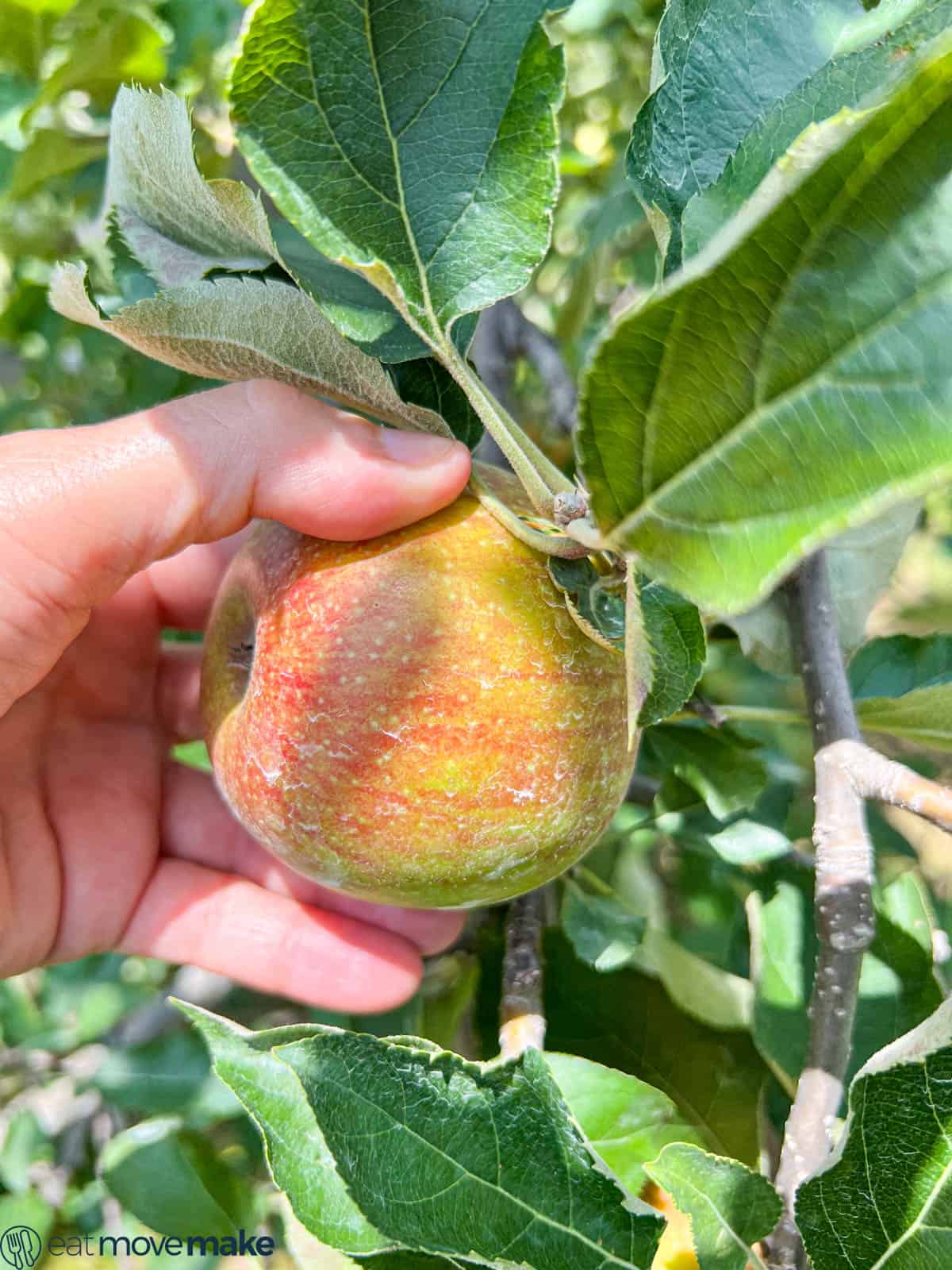 hand holding apple at Sky Top Orchard