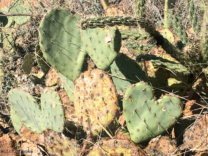 A close up of a cactus