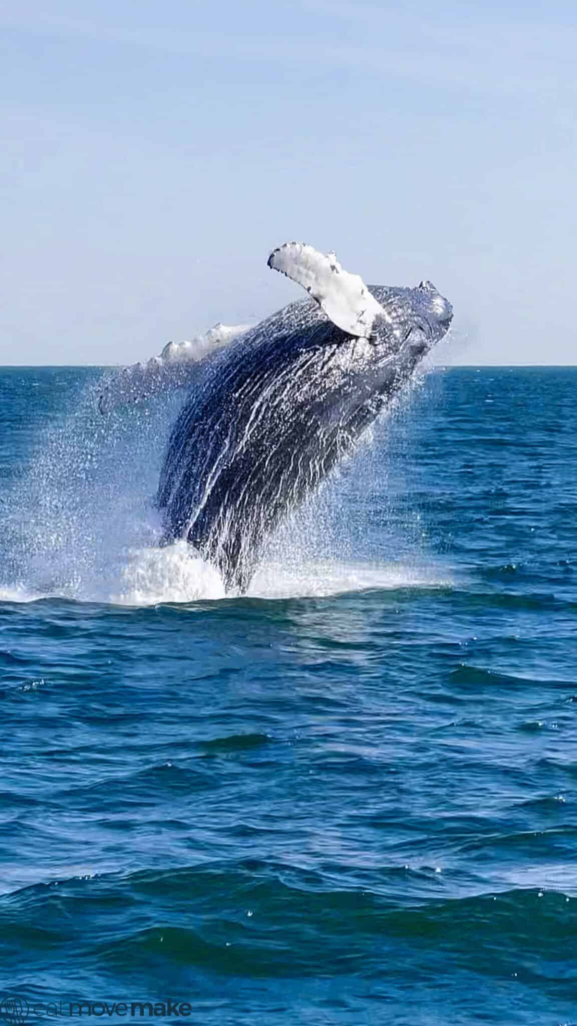 humpback whale breaching