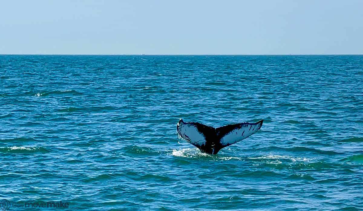 humpback whale tail flip
