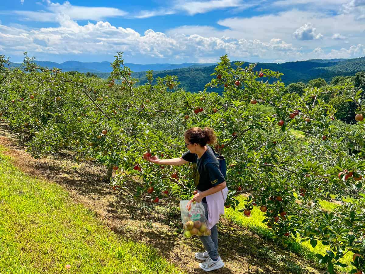 lady picking apples at Sky Top Orchard