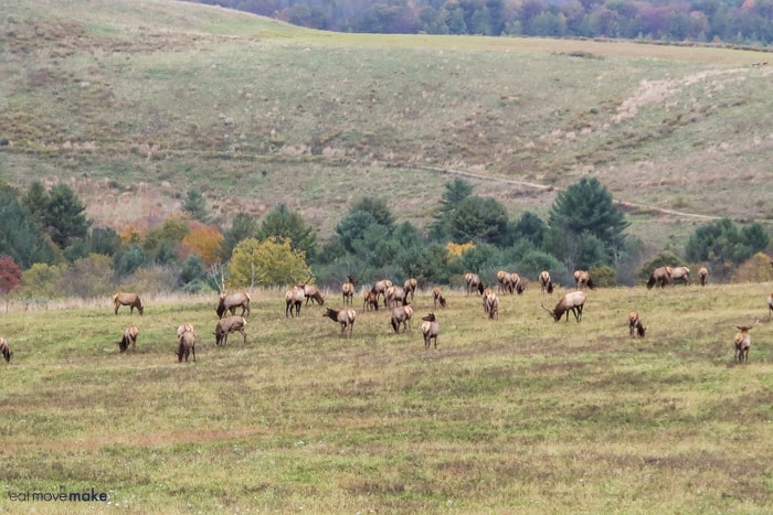 large herd of elk in field