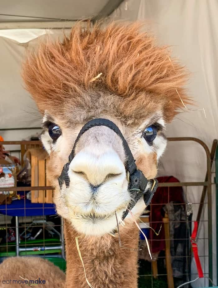 A close up of a llama