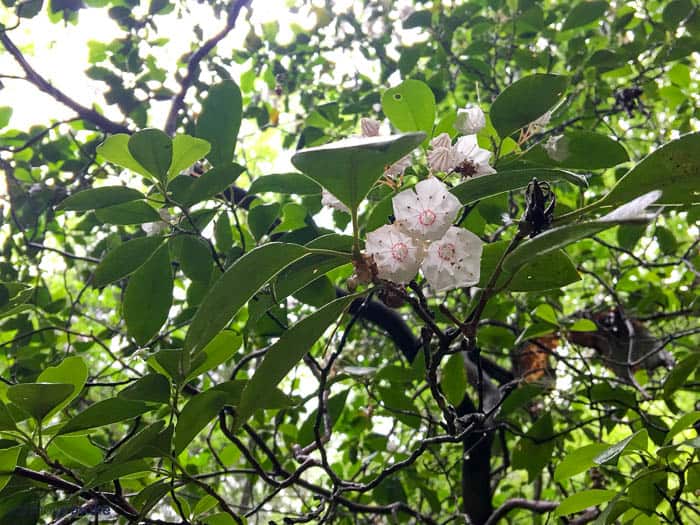 mountain laurel blooms