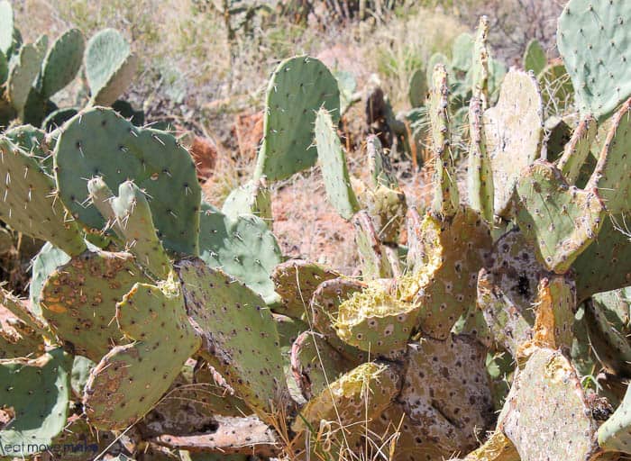 A close up of a cactus