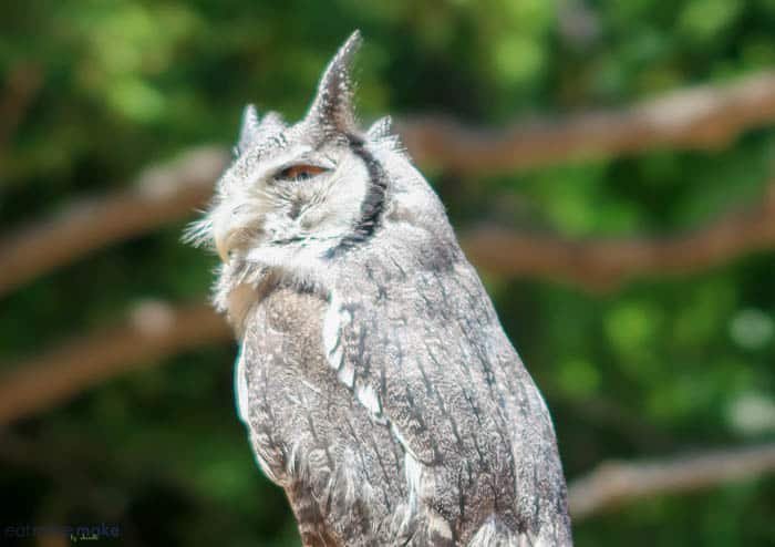 A close up of an owl