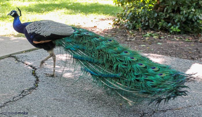 peacock walking