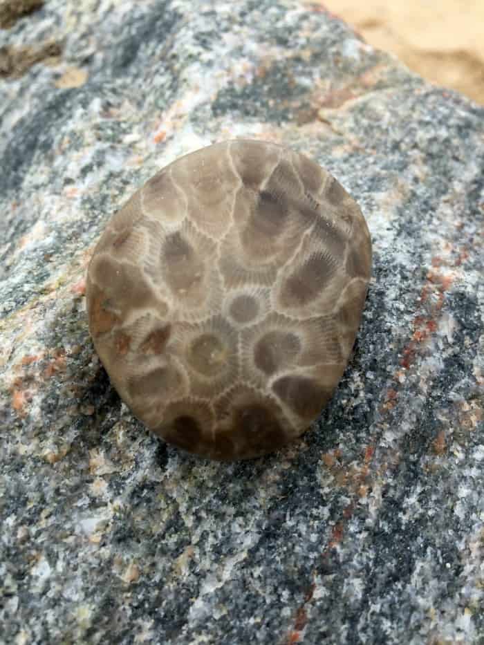 petoskey stone when wet