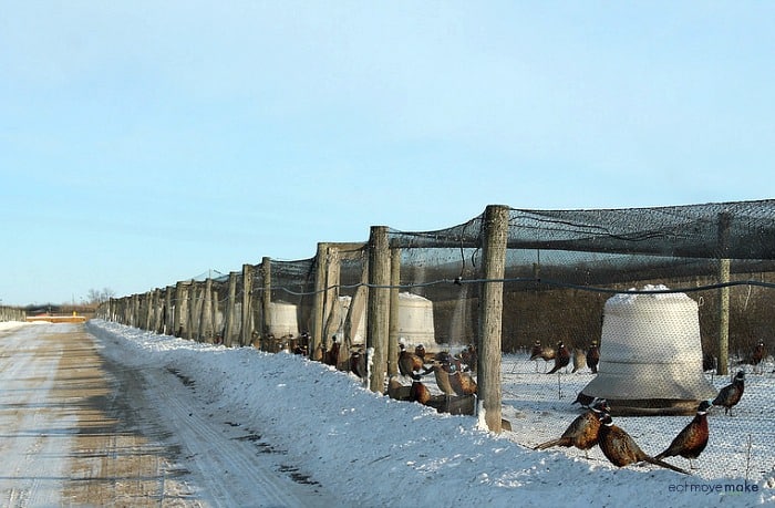 pheasants at MacFarlane Pheasant farm