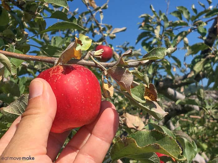 A red apple on a tree branch