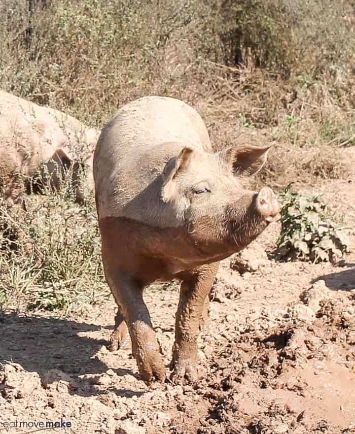 A pig standing on top of a dirt field