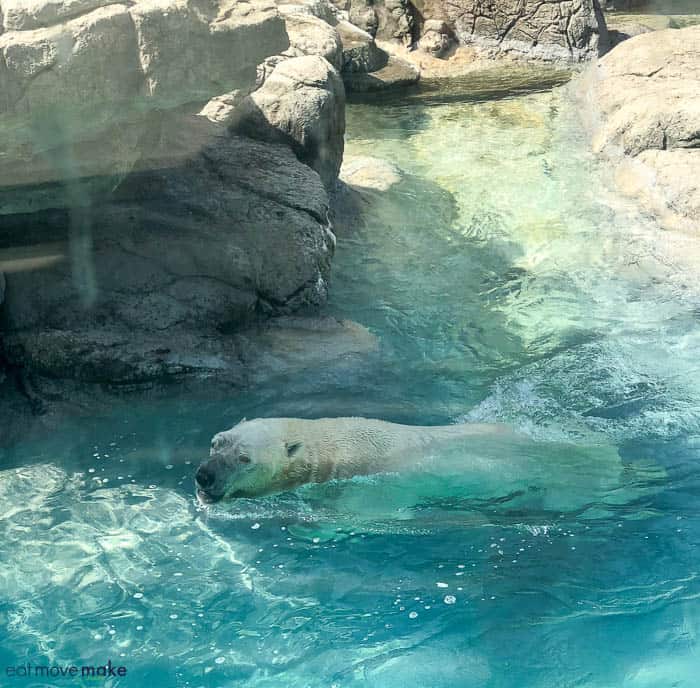 A polar bear swimming in a pool of water