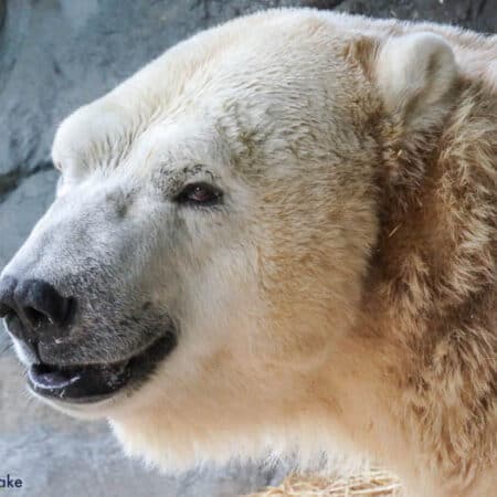 polar bear smile
