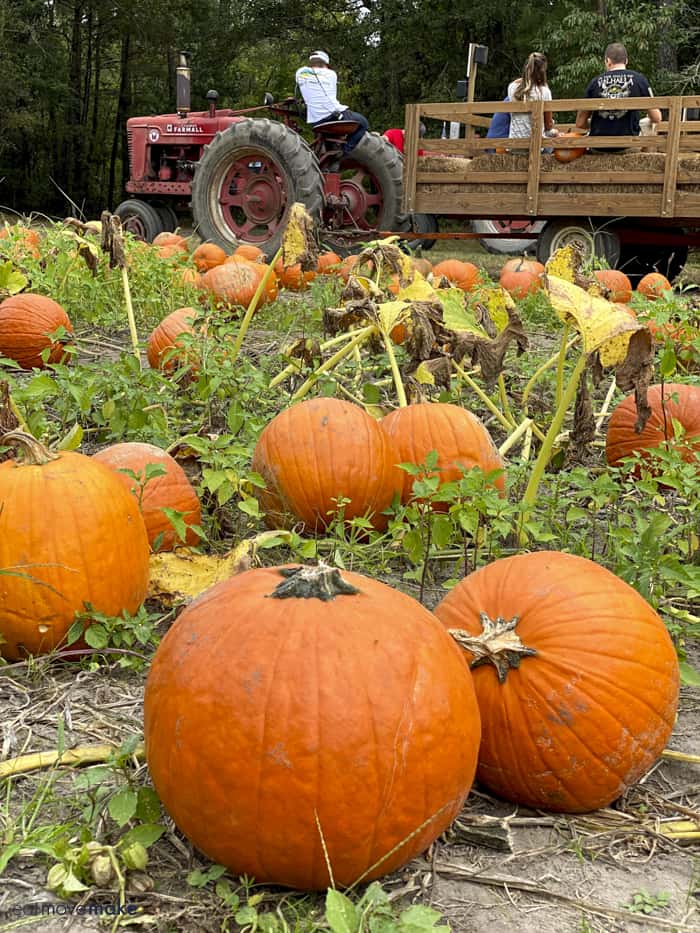 pumpkin patch by hayride wagon