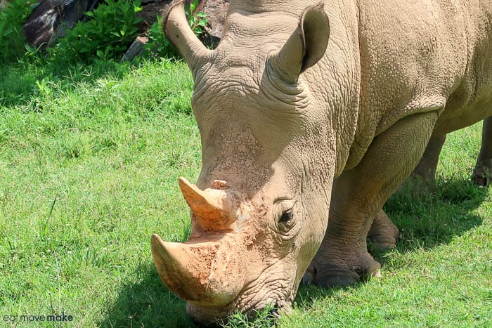 A rhinoceros standing in a field