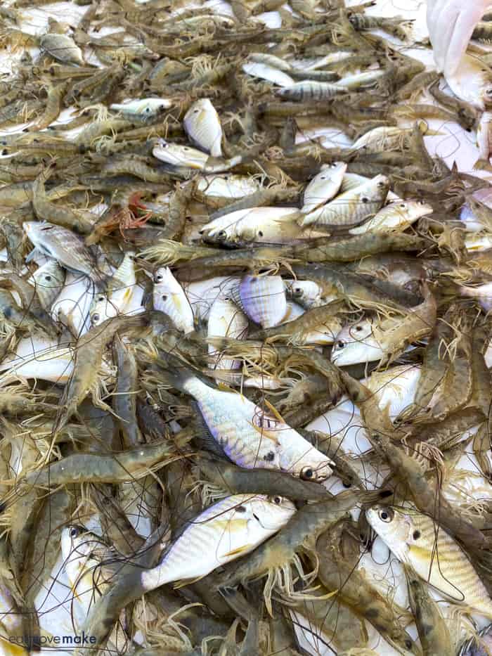 shrimp and fish on catch table