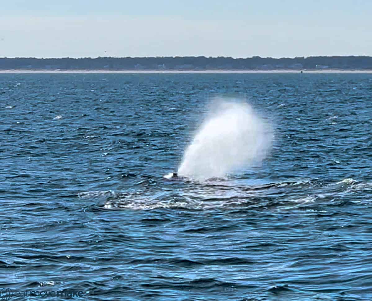 rudee tours virginia beach whale watching