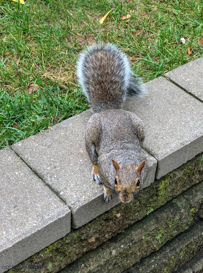 A squirrel standing on a sidewalk