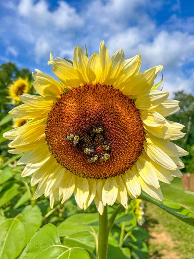 sunflower with bees on it