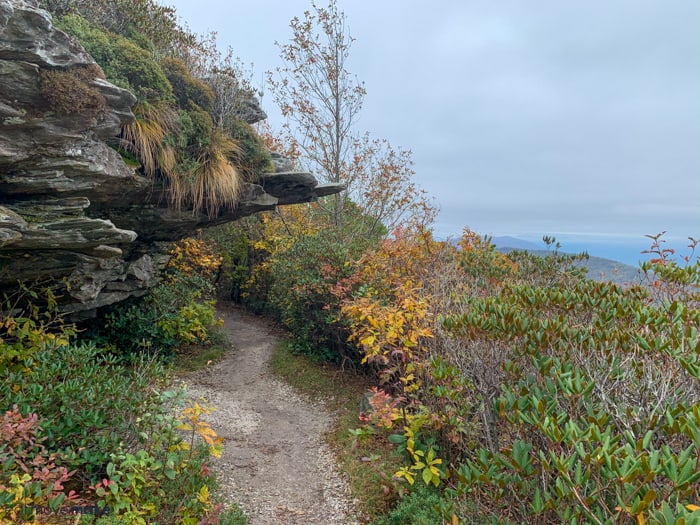 A path with trees on the side of a mountain