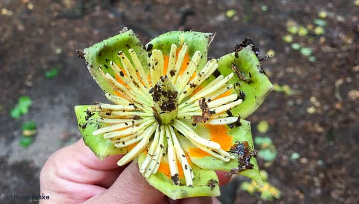 tulip poplar blossom