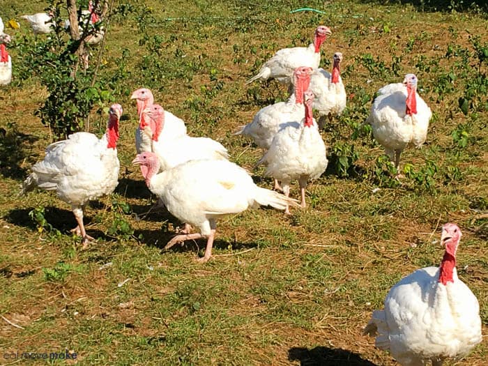 turkeys grazing