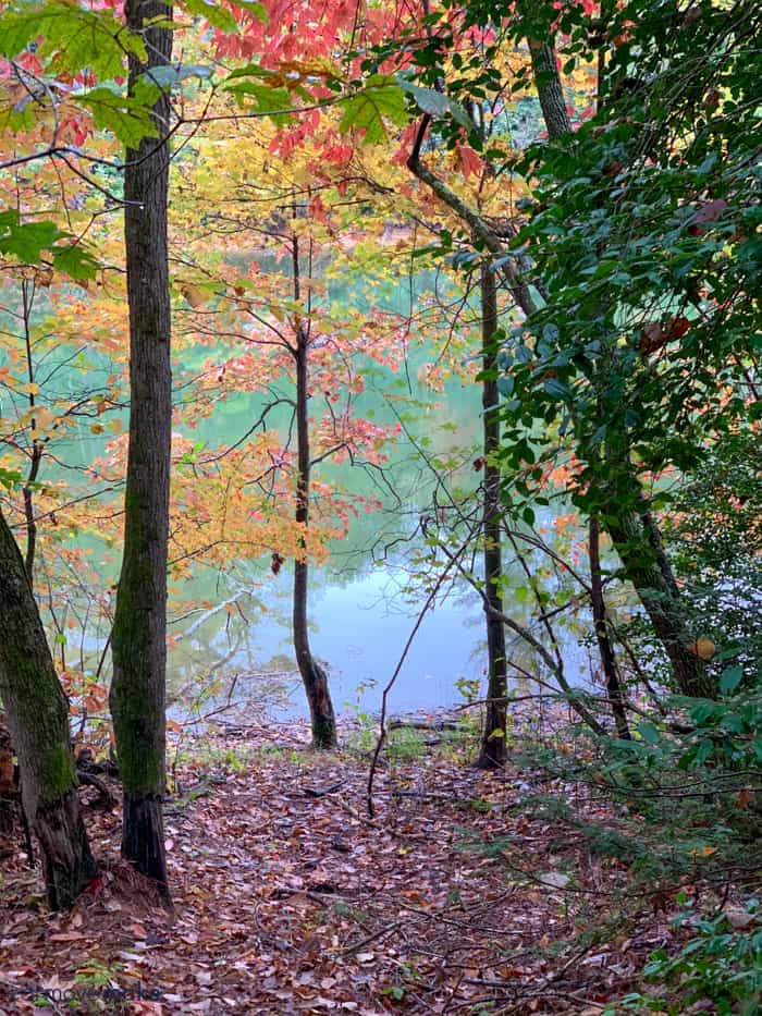 A tree along the lake