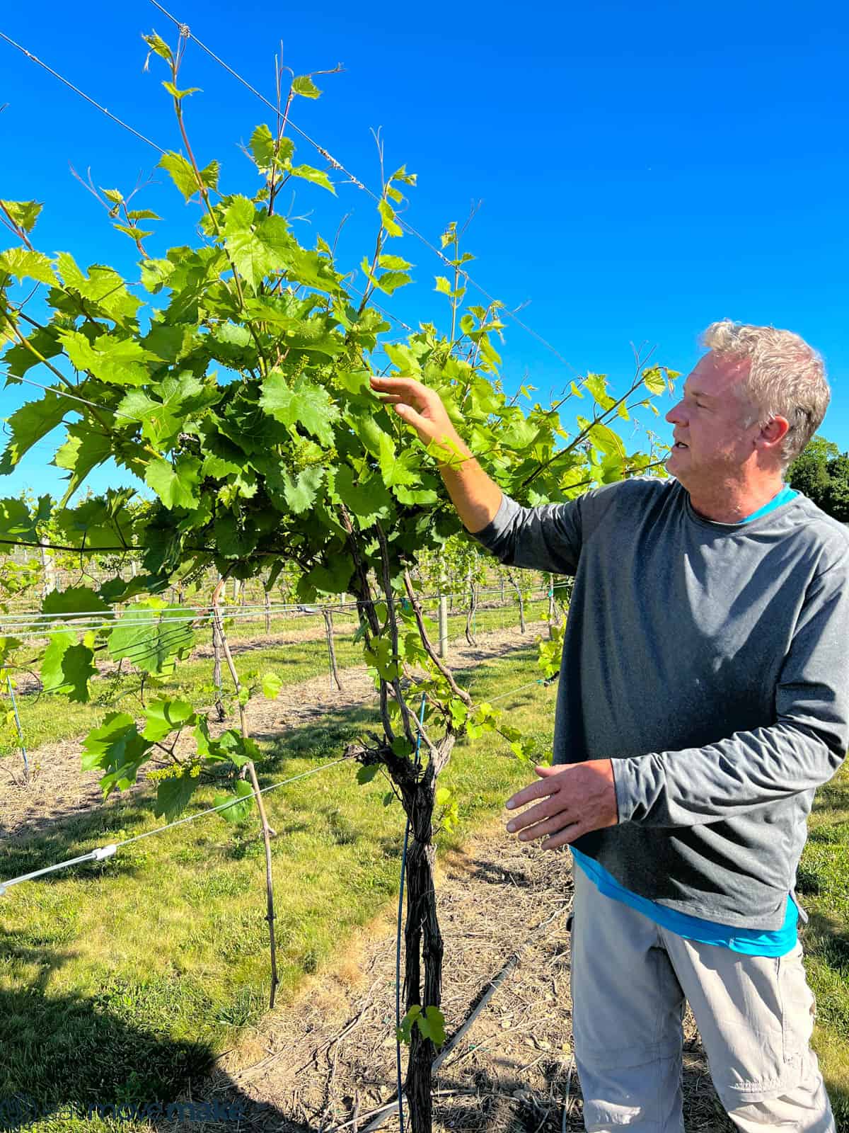 vineyard at Door 44