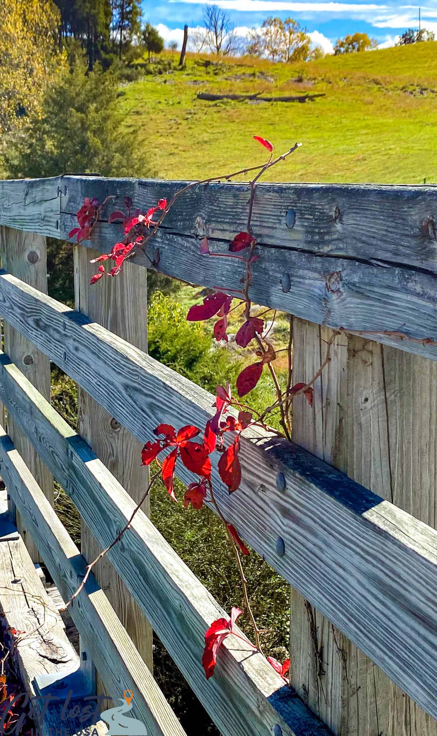 Virginia Creeper