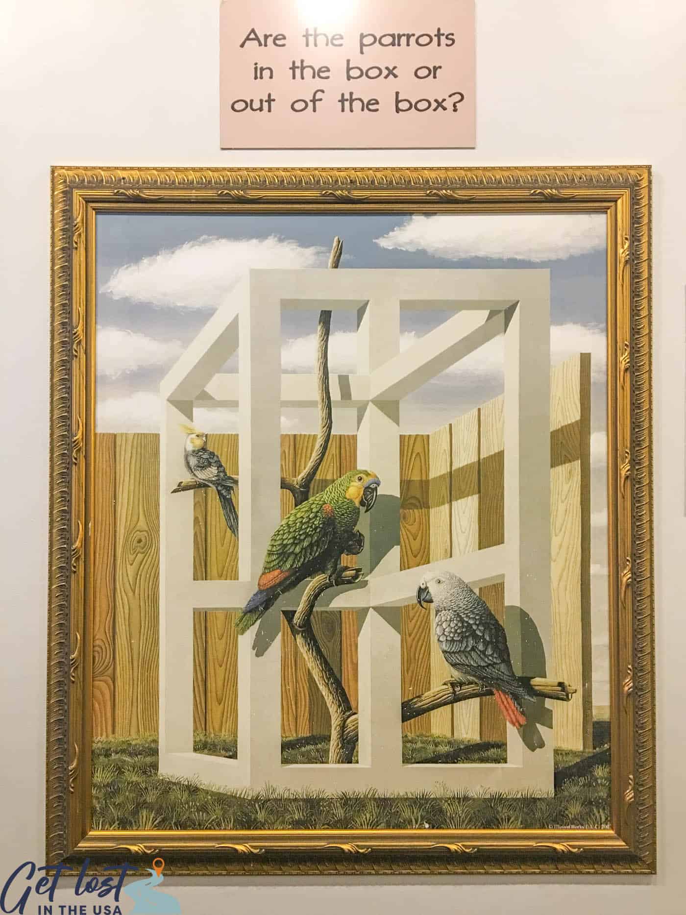 parrots optical illusion