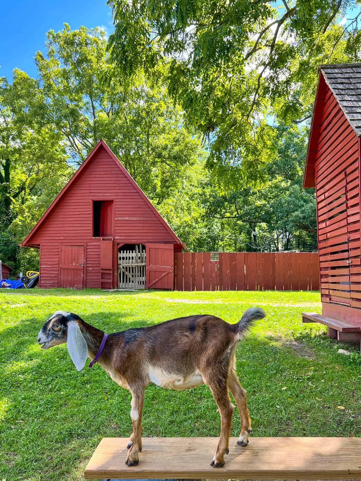 goat standing by barn