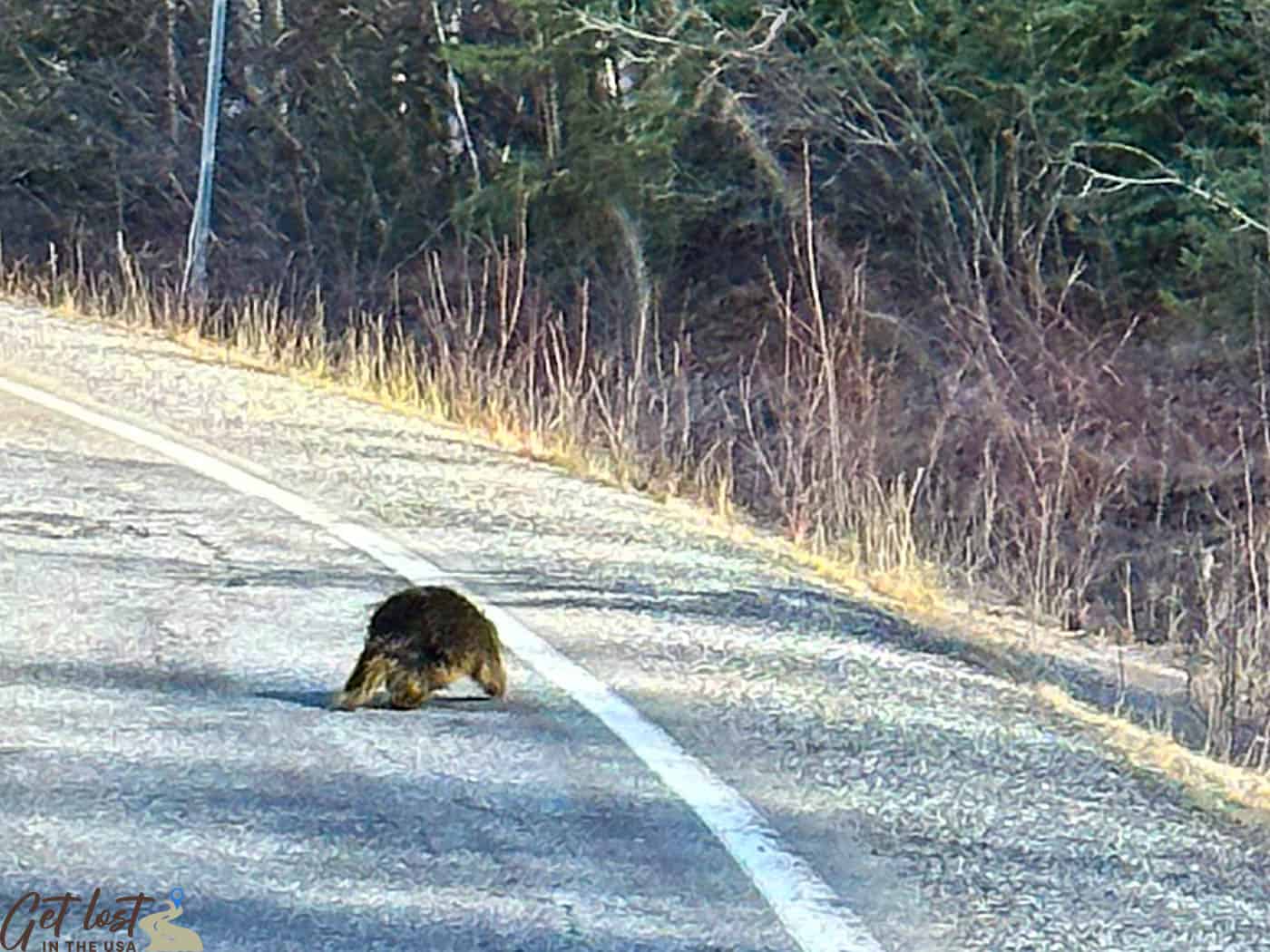 porcupine on Alaska road