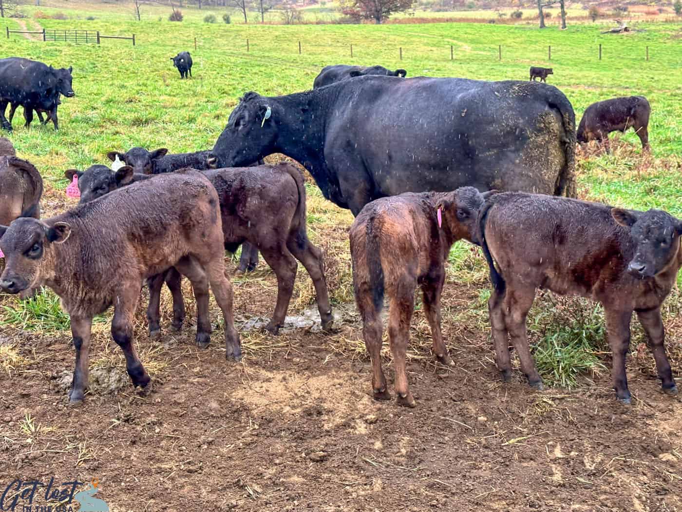 adult and baby cows