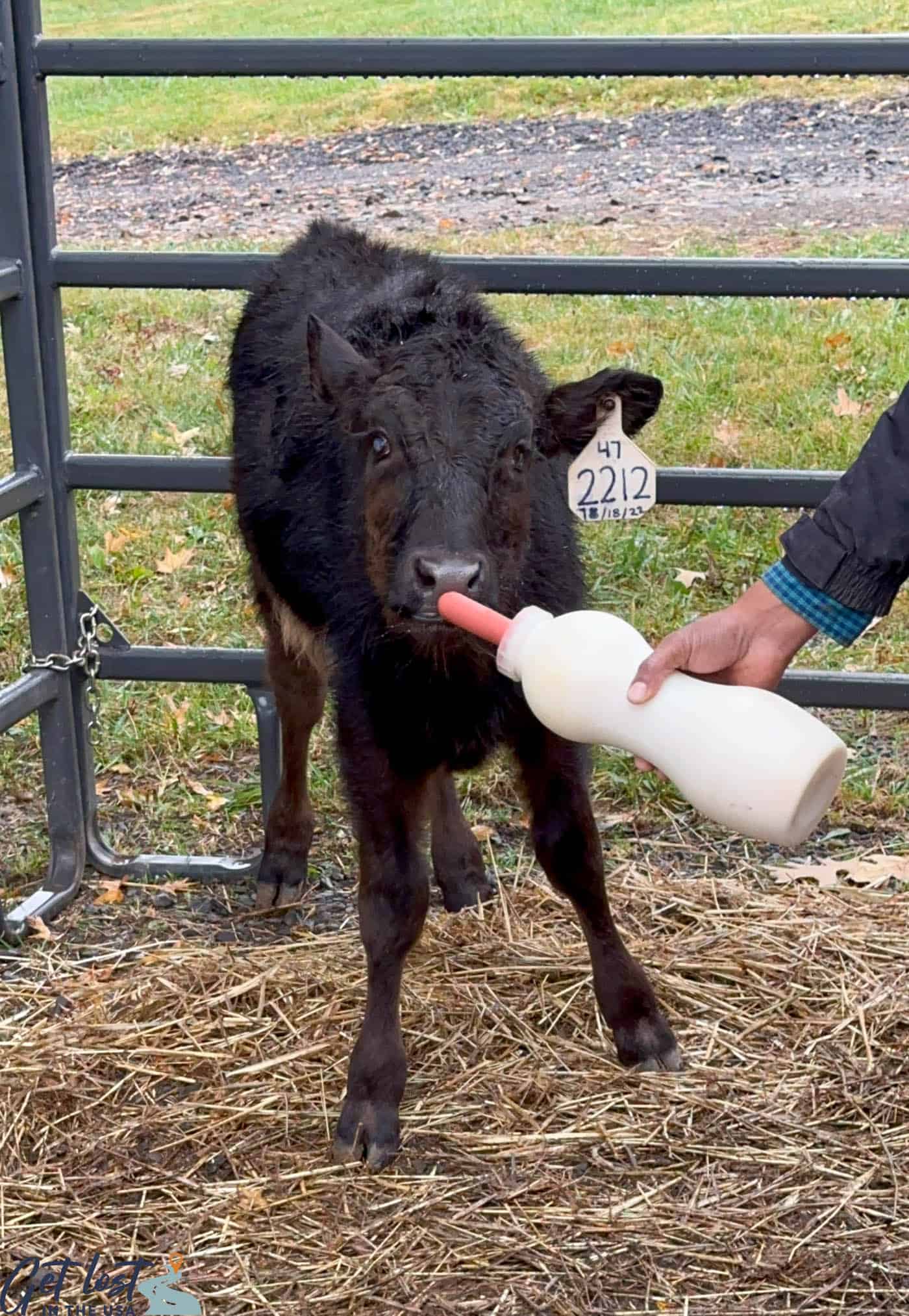 baby cow with bottle
