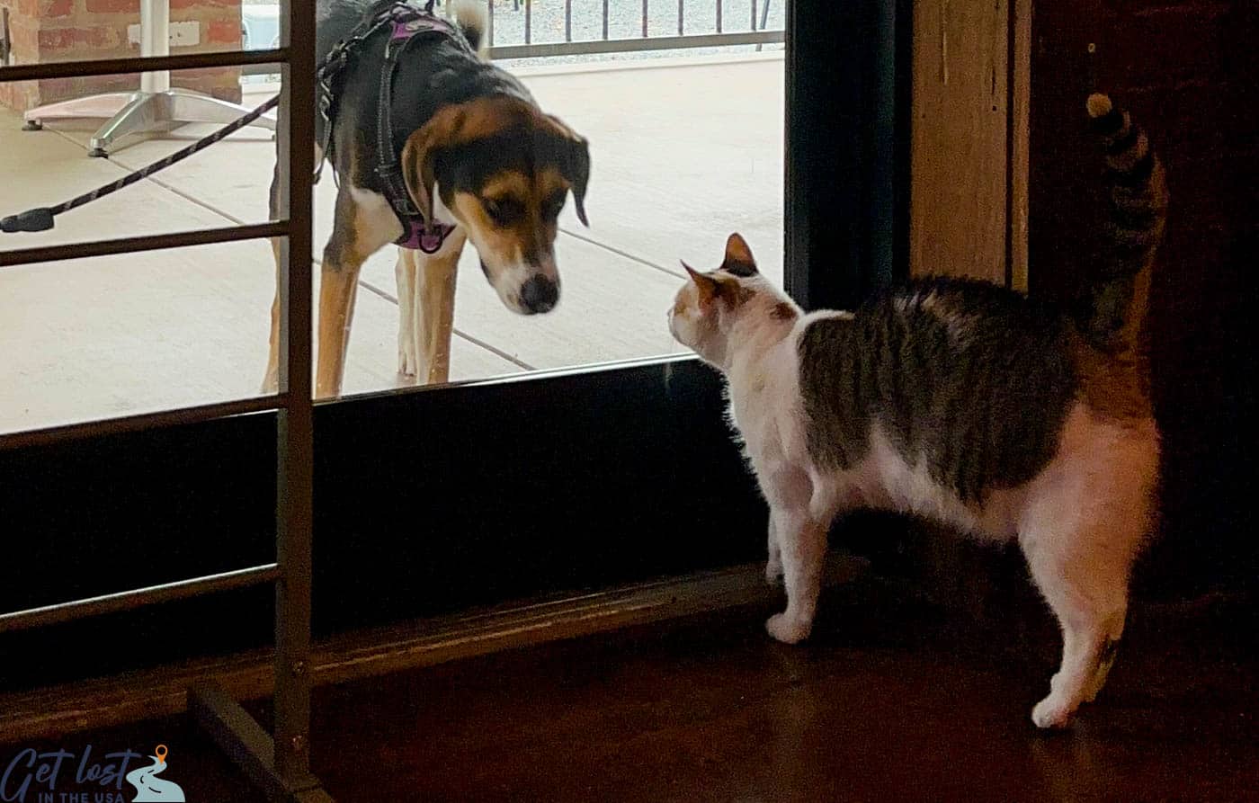 cat looking at dog in window of Mac Tabby Cat CAfe