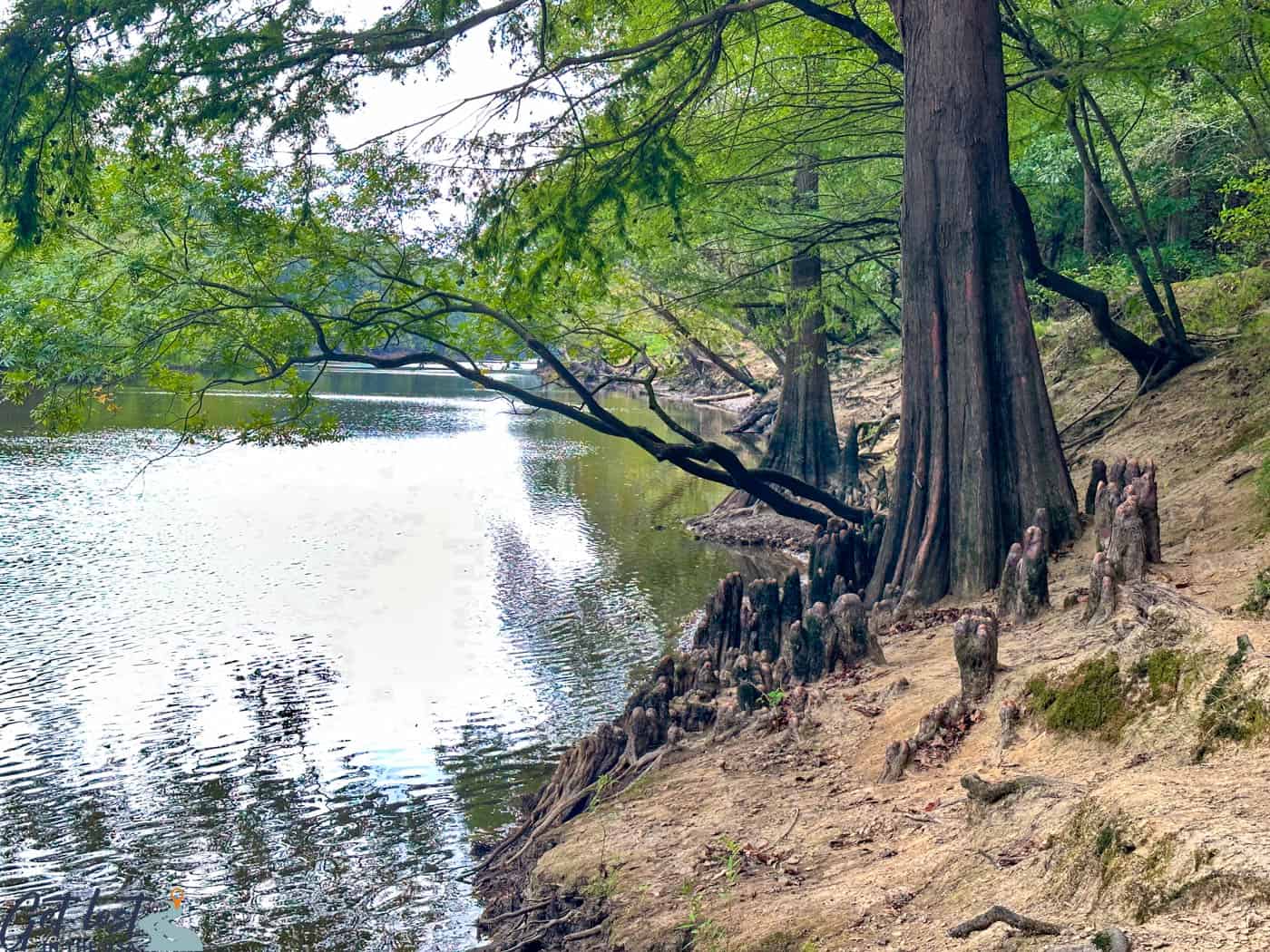 Exploring The Trails: A Hiker's Guide to Cliffs of the Neuse State Park ...