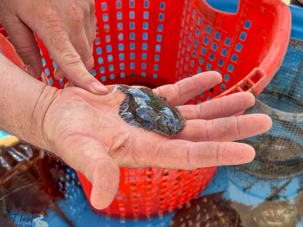 fish in a hand