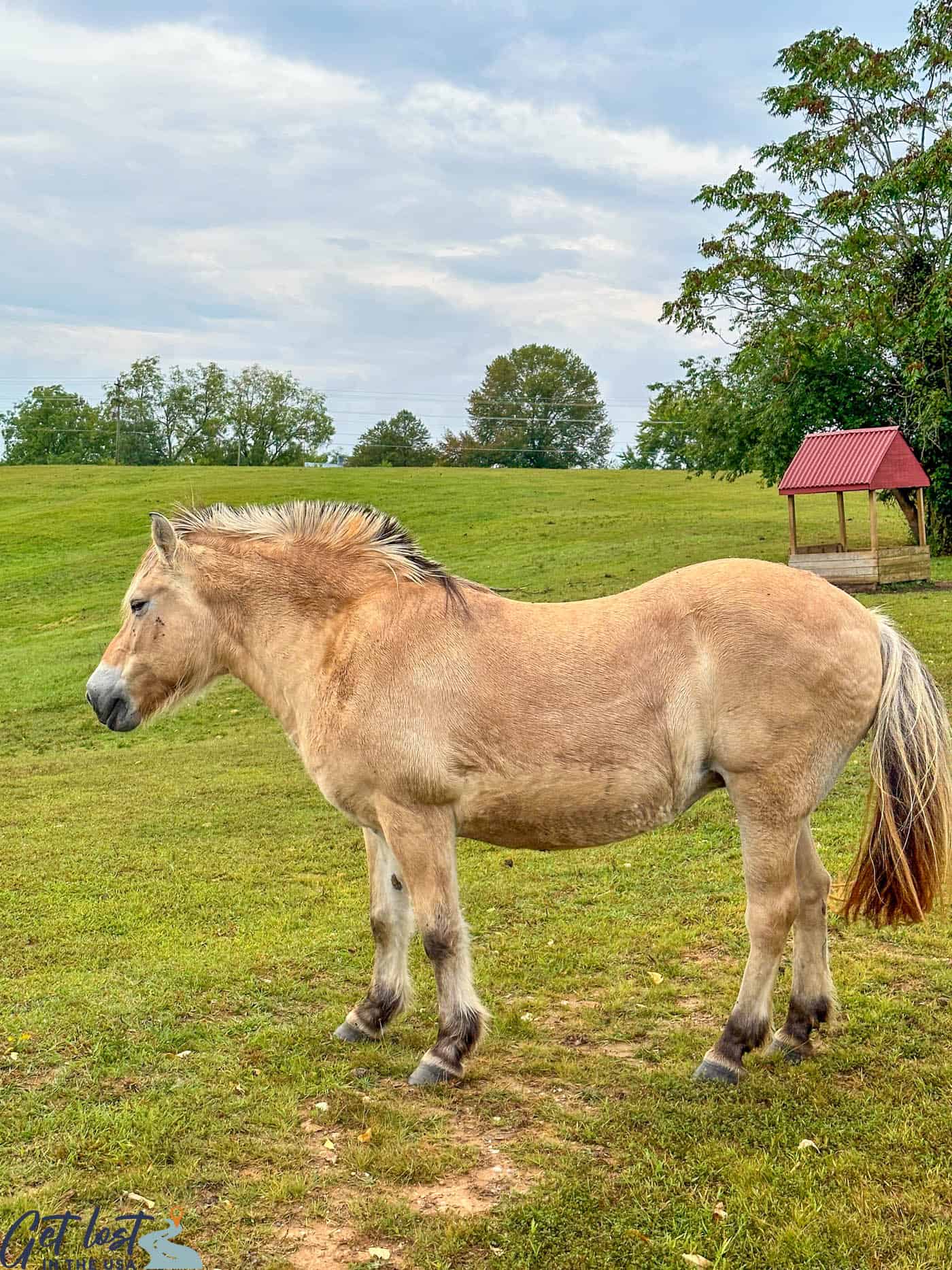 Norwegian Fjord in field.