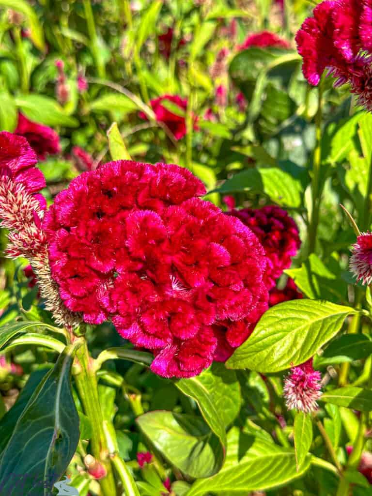 bright pink flowers.