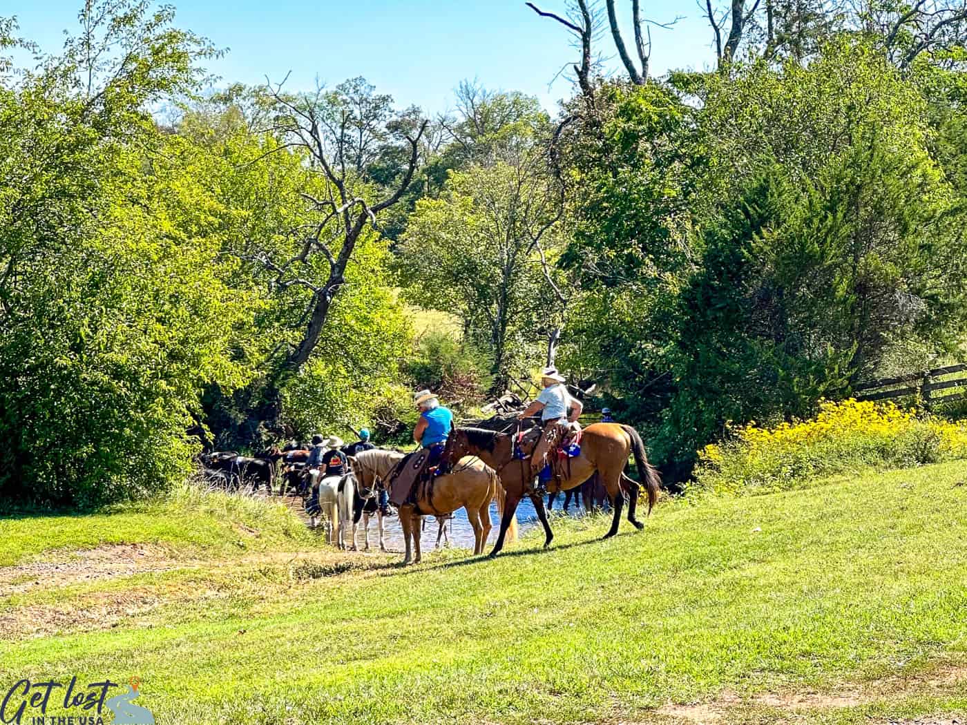 cowboys with cattle drive.