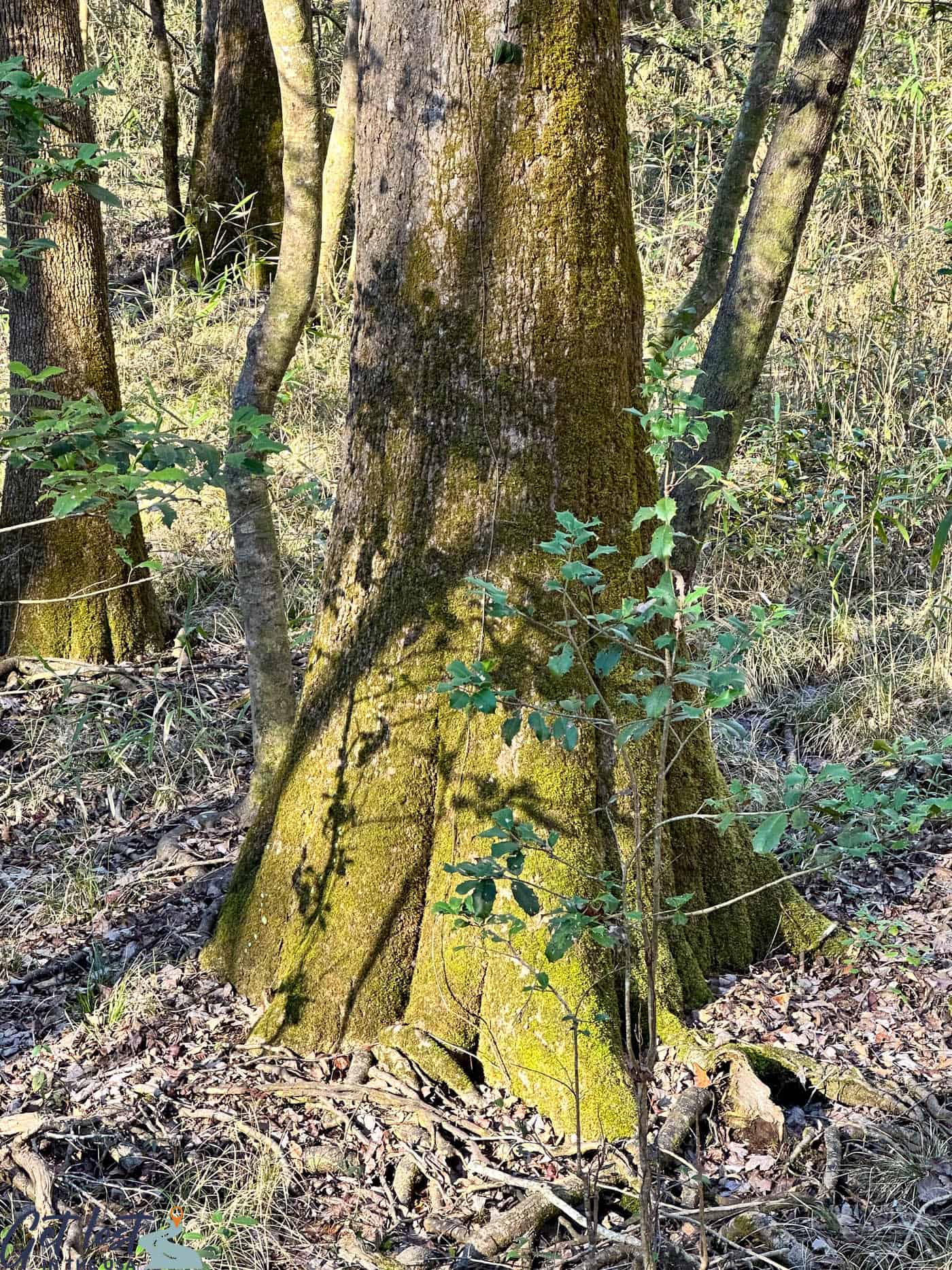 cypress tree at Congaree