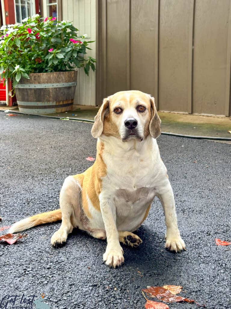 dog sitting on ground.